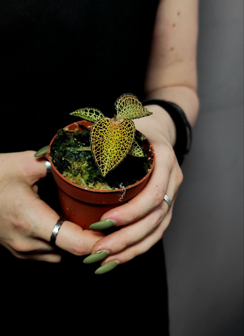Орхидея Драгоценная Макодес Петола Топаз (Jewel Orchid Macodes Petola Topaz) D7см