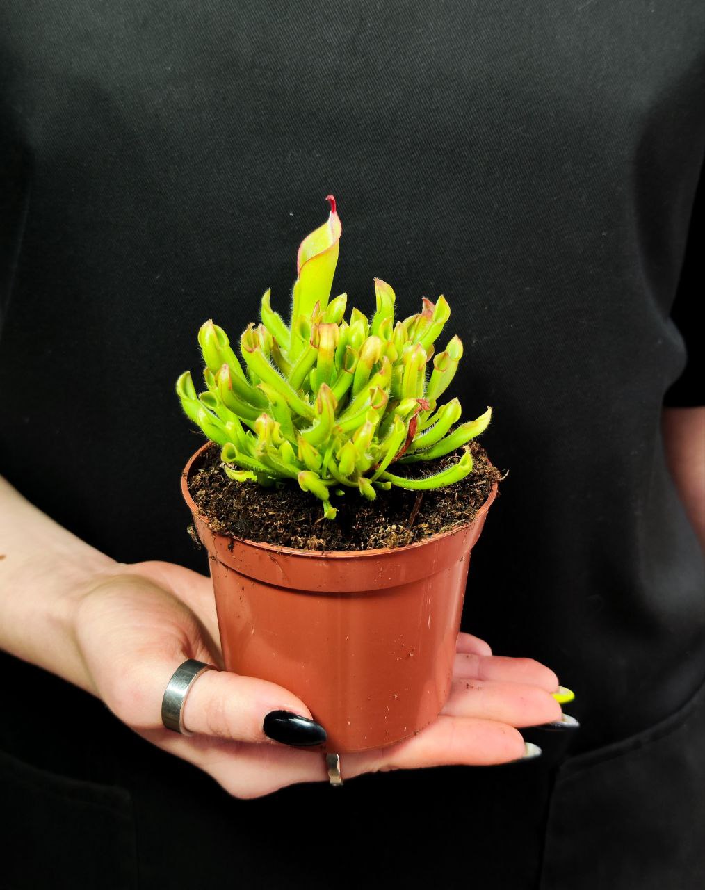 Гелиамфора (Heliamphora Heterodoxa x Minor) D9см