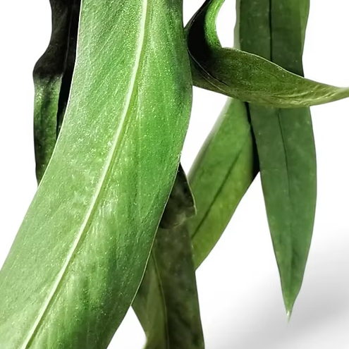 Антуриум Виттарифолиум (Anthurium Vittarifolium) D6см