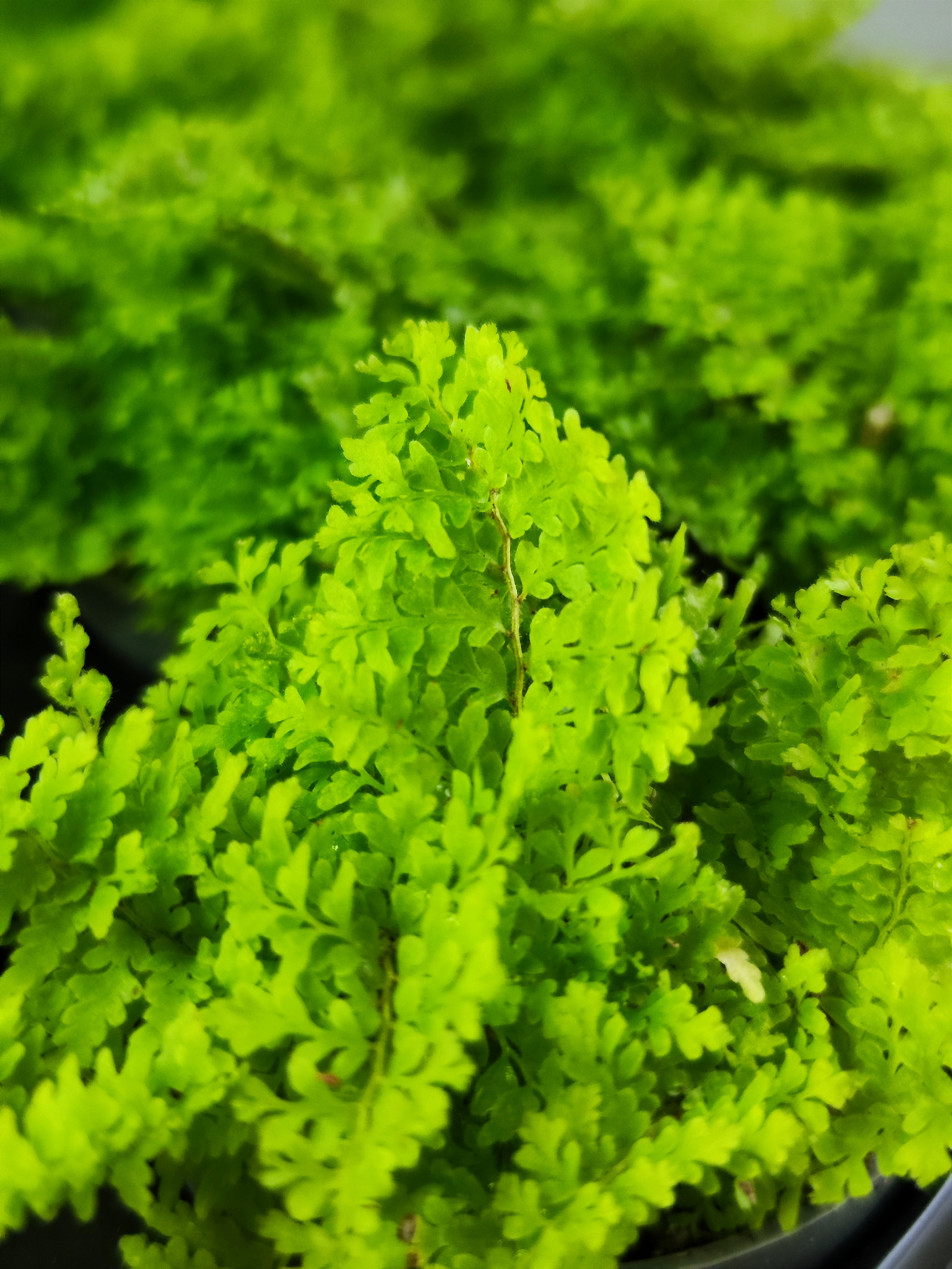 Нефролепис Коттон Кэнди (Nephrolpis Exaltata Cotton Candy) D6см