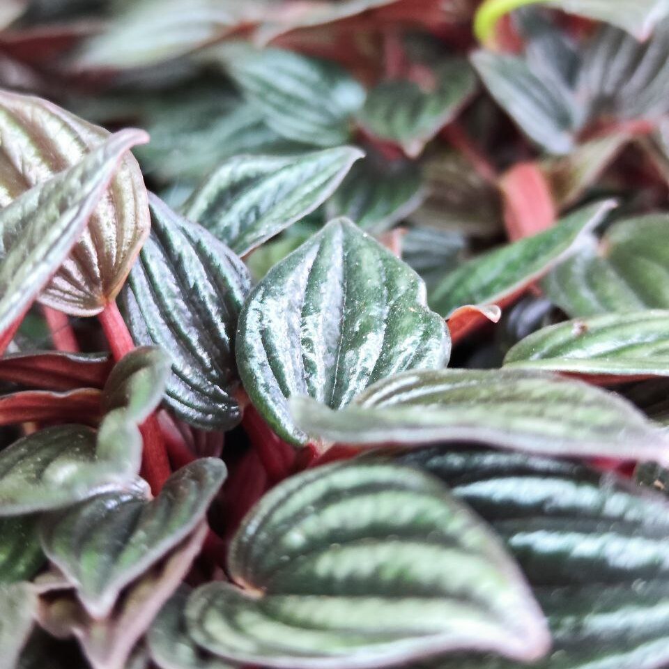 Пеперомия Лима (Peperomia Lima) D5см