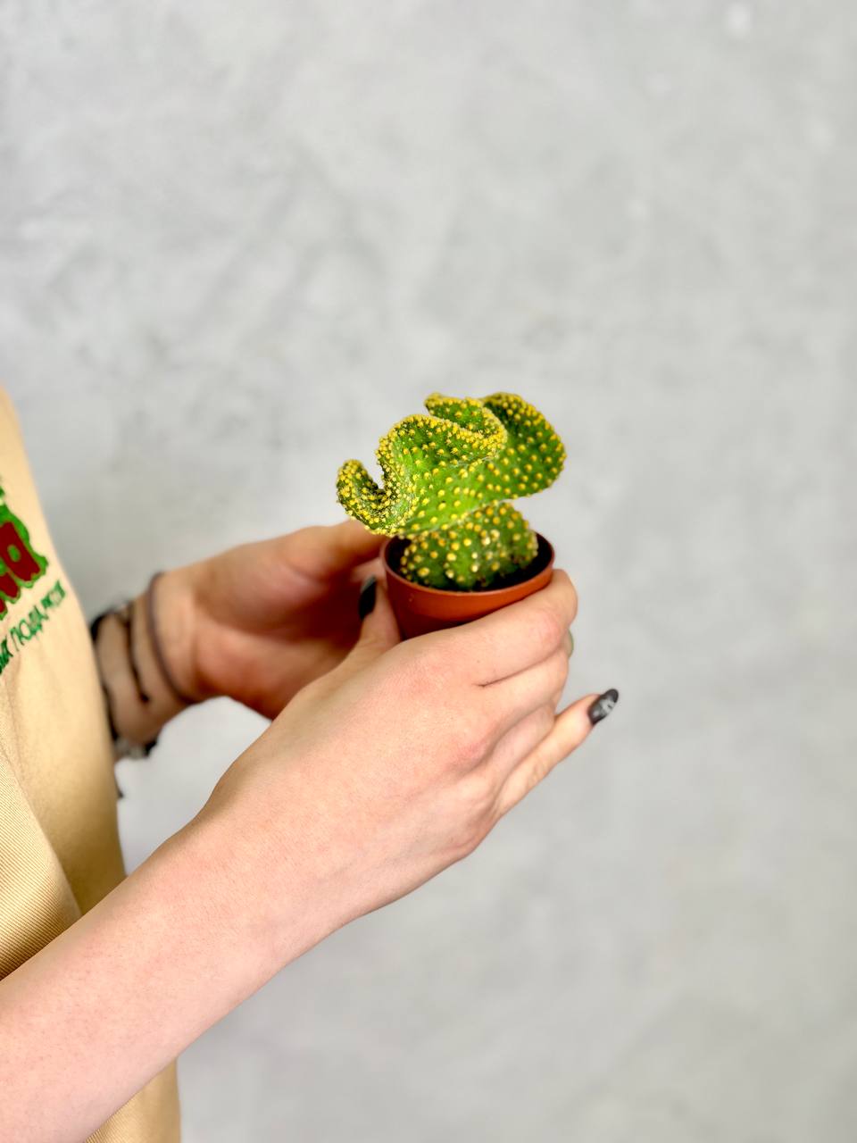 Опунция Микродазис Йеллоу Кристата (Opuntia Microdasys Yellow Cristata) D5см