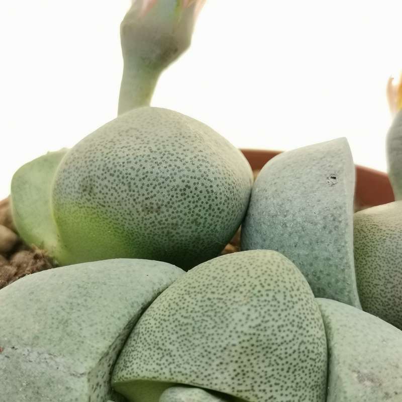 Плейоспилос Нелли Грин (Pleiospilos Nelii Green) D8см