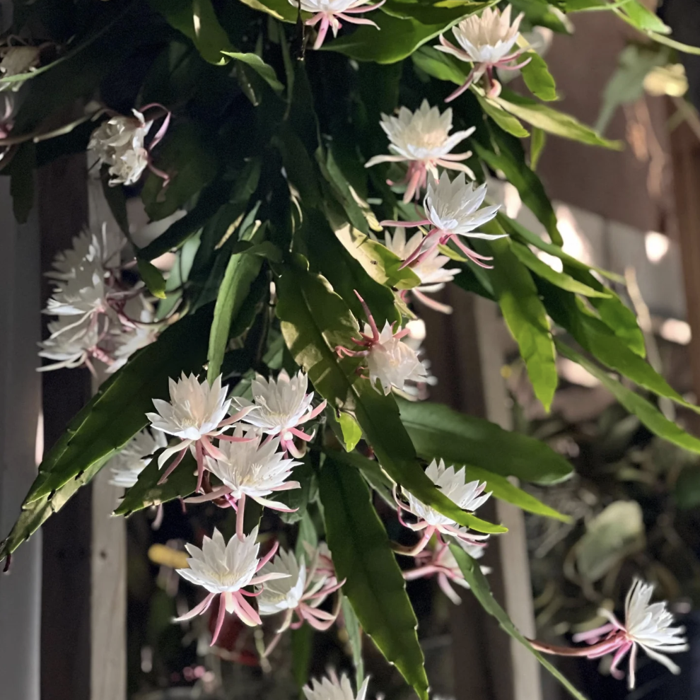 Эпифиллум Пумилум (Epiphyllum Pumilum) D5см