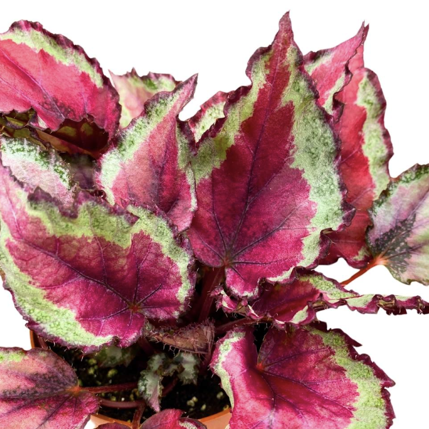 Бегония Рекс Спитфайр (Begonia Rex Spitfire) D12см