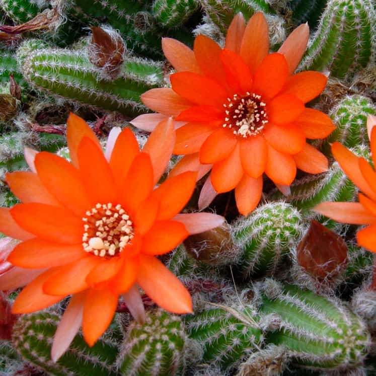 Кактус Хамецереус Сильвестра (Chamaecereus Silvestrii) D5см