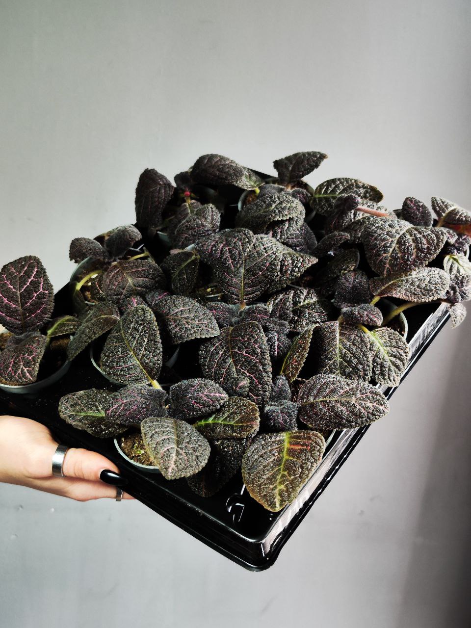 Эписция Медно-Красная (Episcia Cupreata Copper) D6см