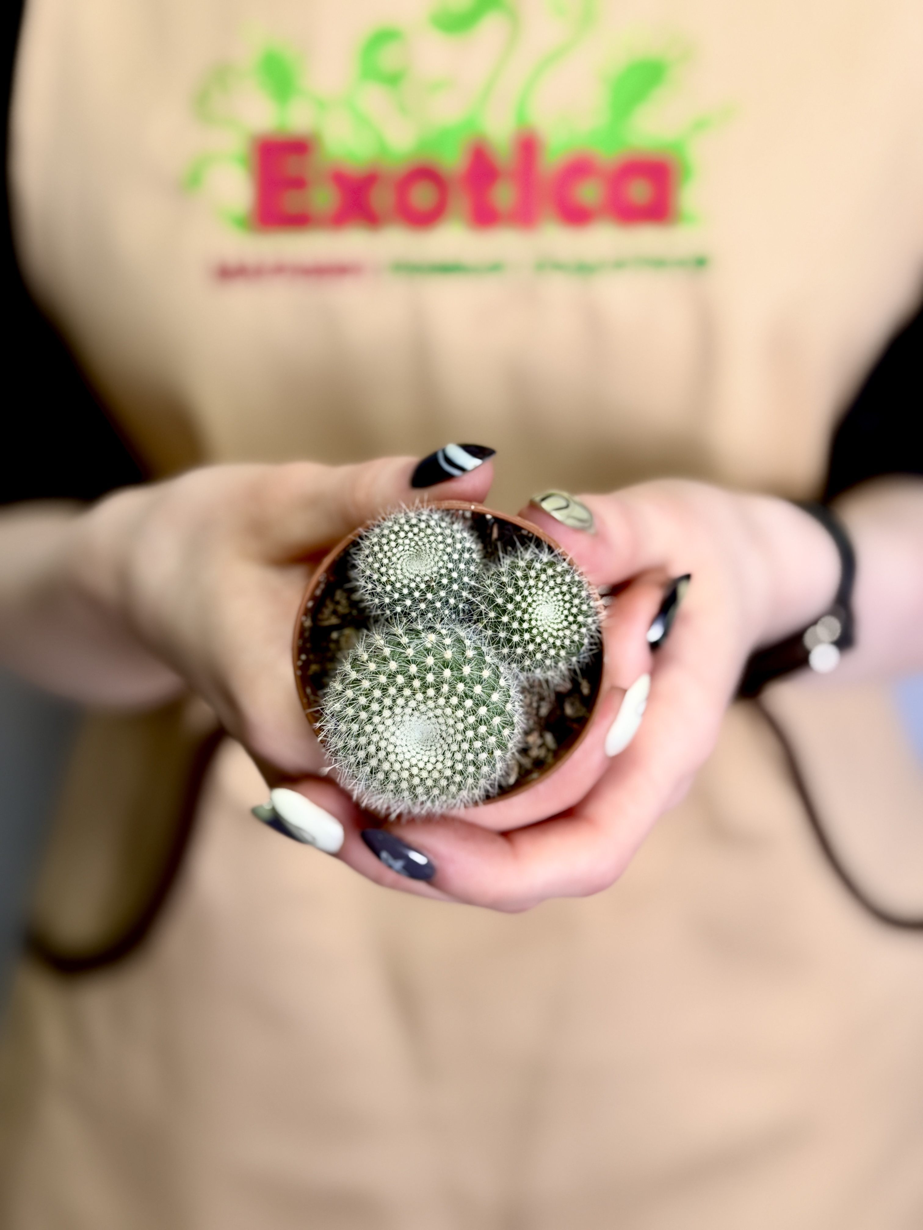 Нотокактус Хазельберга Груп, или Пародия Хазельберга (Notocactus Hasselbergii Group) D5см