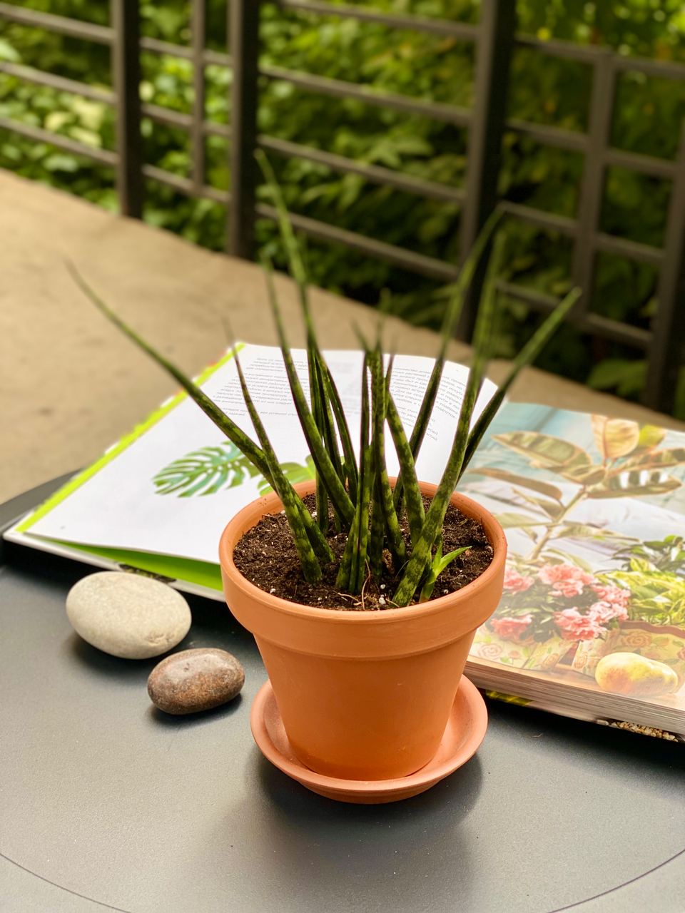 Сансевиерия Фернвуд Микадо (Sansevieria bacularis Fernwood Mikado) D11см