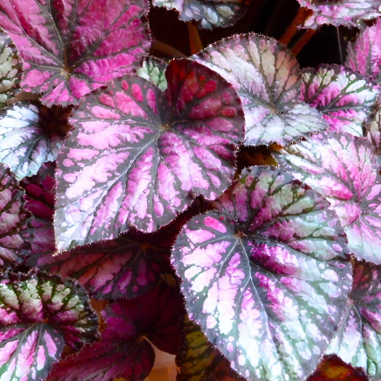 Бегония Рекс Дьюдроп (Begonia Rex Dew Drop) D12см