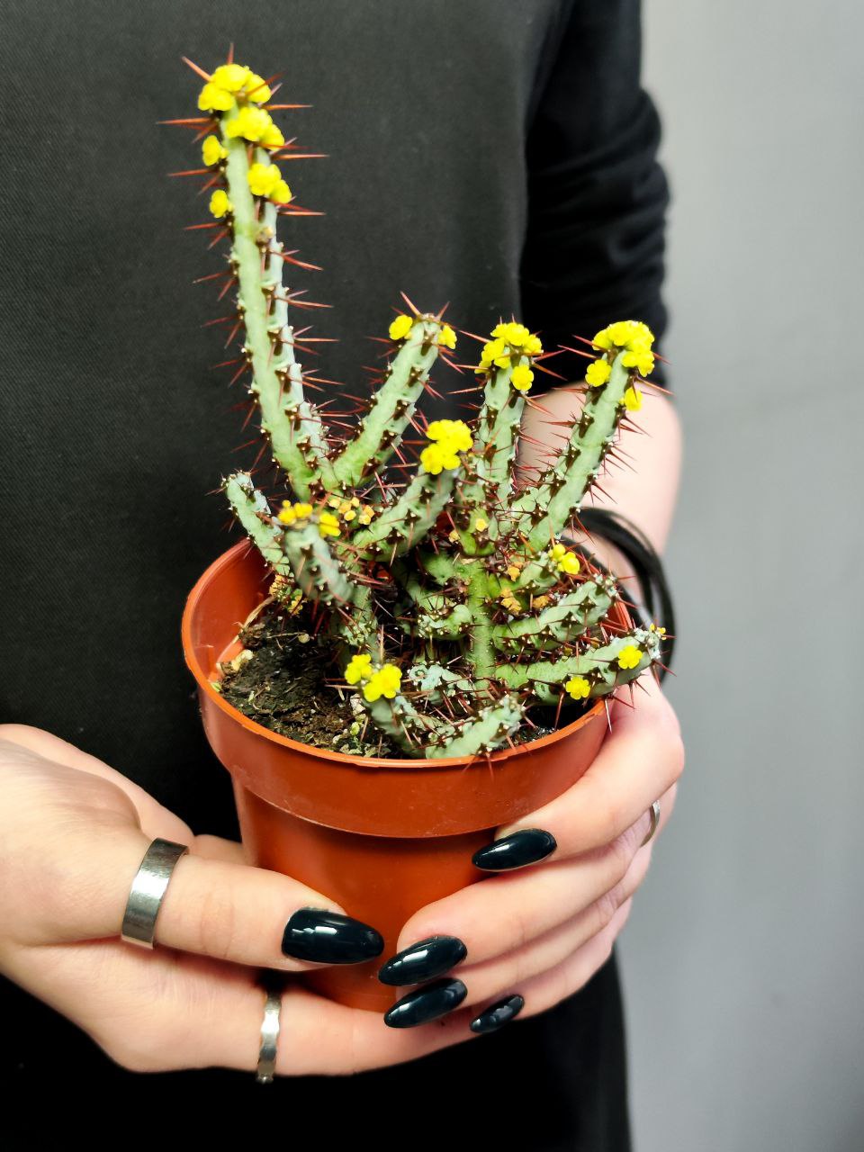 Молочай Аэругиноса (Euphorbia Aeruginosa) D8,5см