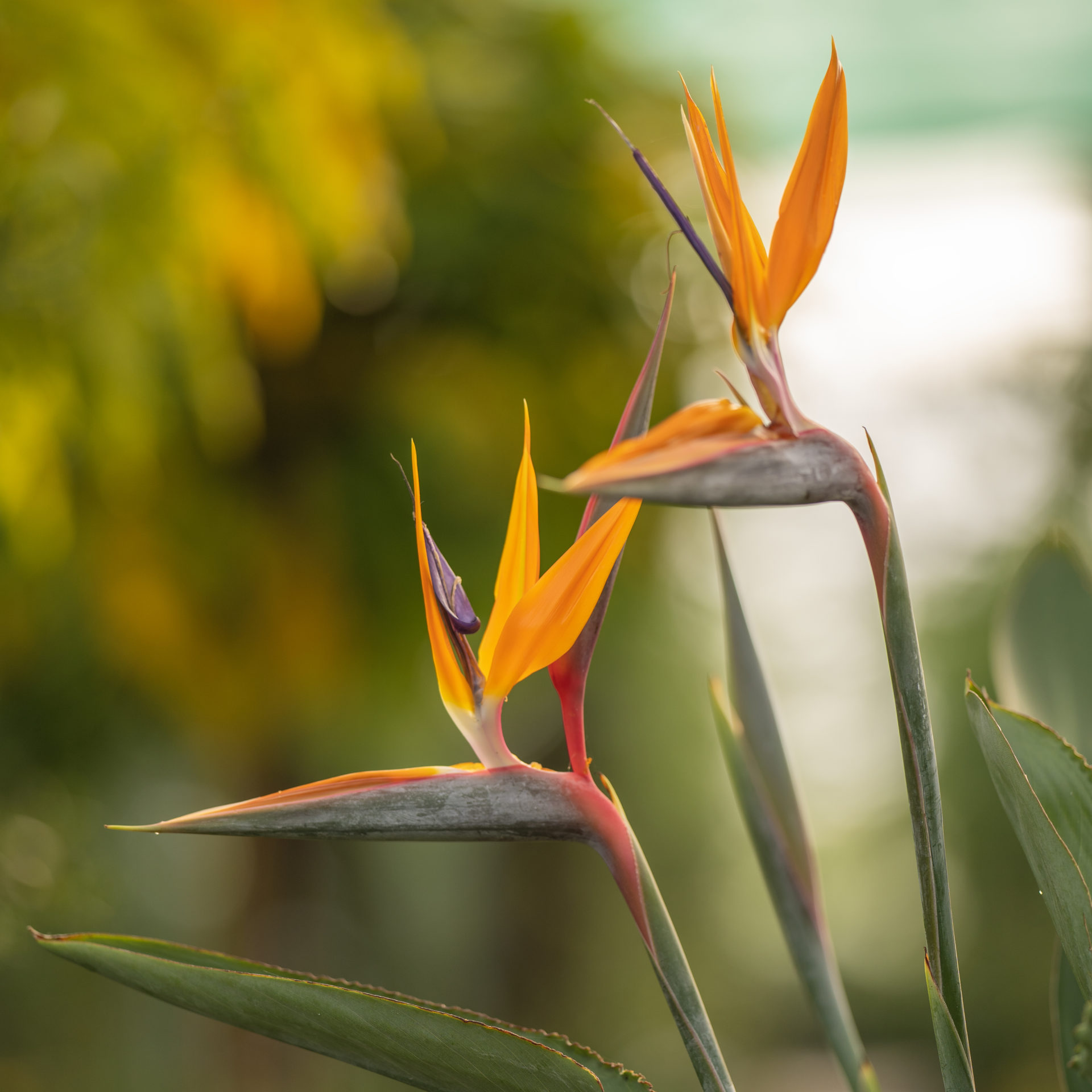 Стрелиция Регина (Strelitzia Reginea) D12см
