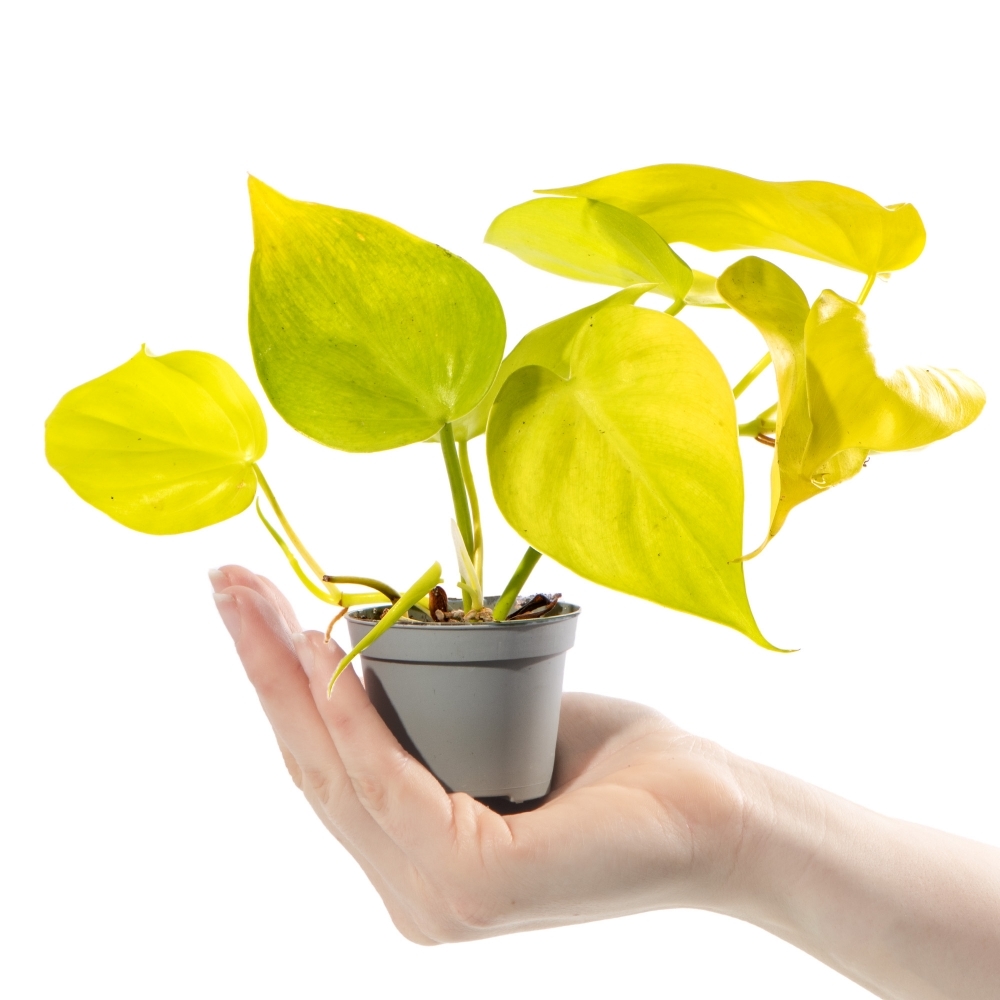 Филодендрон Неон Лайм (Philodendron Neon Lime) D6см