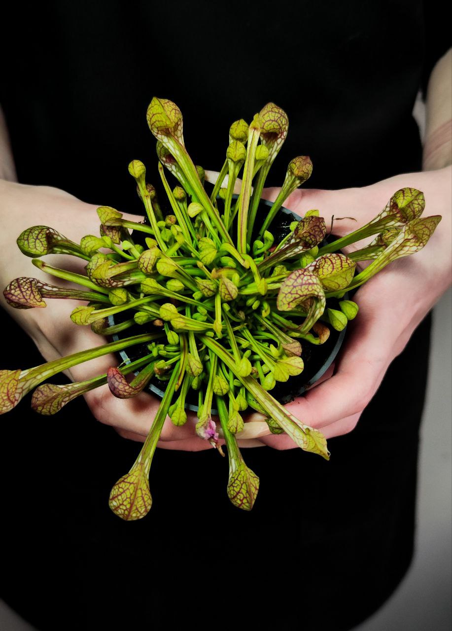 Саррацения Пситацина (Sarracenia Psittacina) D9cм