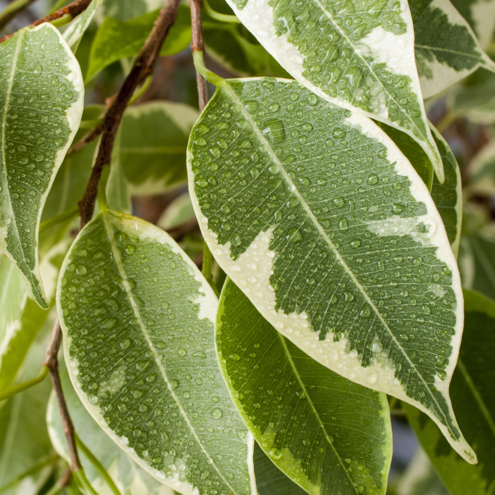 Фикус Бенджамина Кинки (Ficus Benjamina Kinky) D12см
