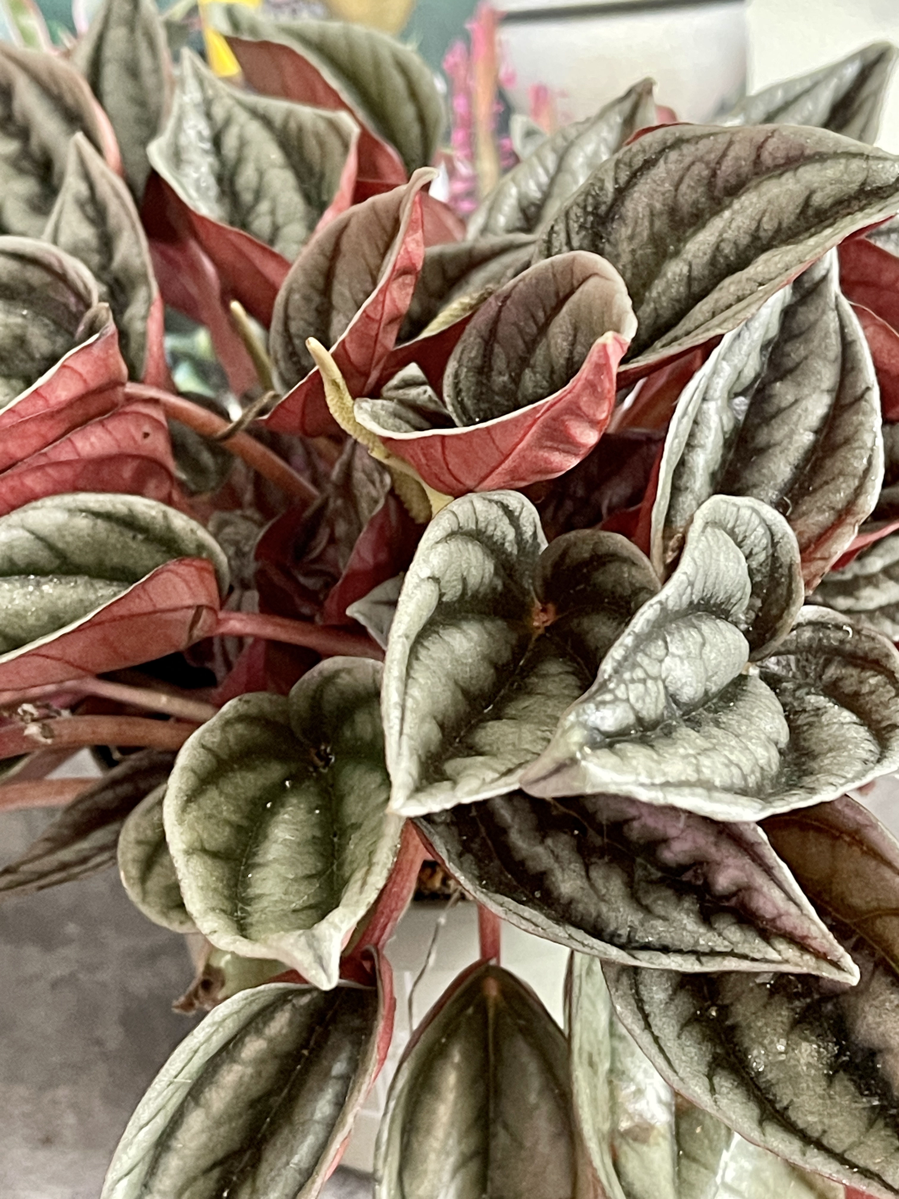 Пеперомия Каперата Мендоза (Peperomia Caperata Mendoza) D9см
