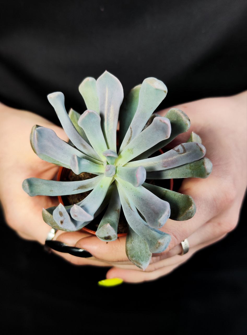 Эхеверия Купидон, или Лилак Спунс (Graptoveria Lilac Spoons) D5см