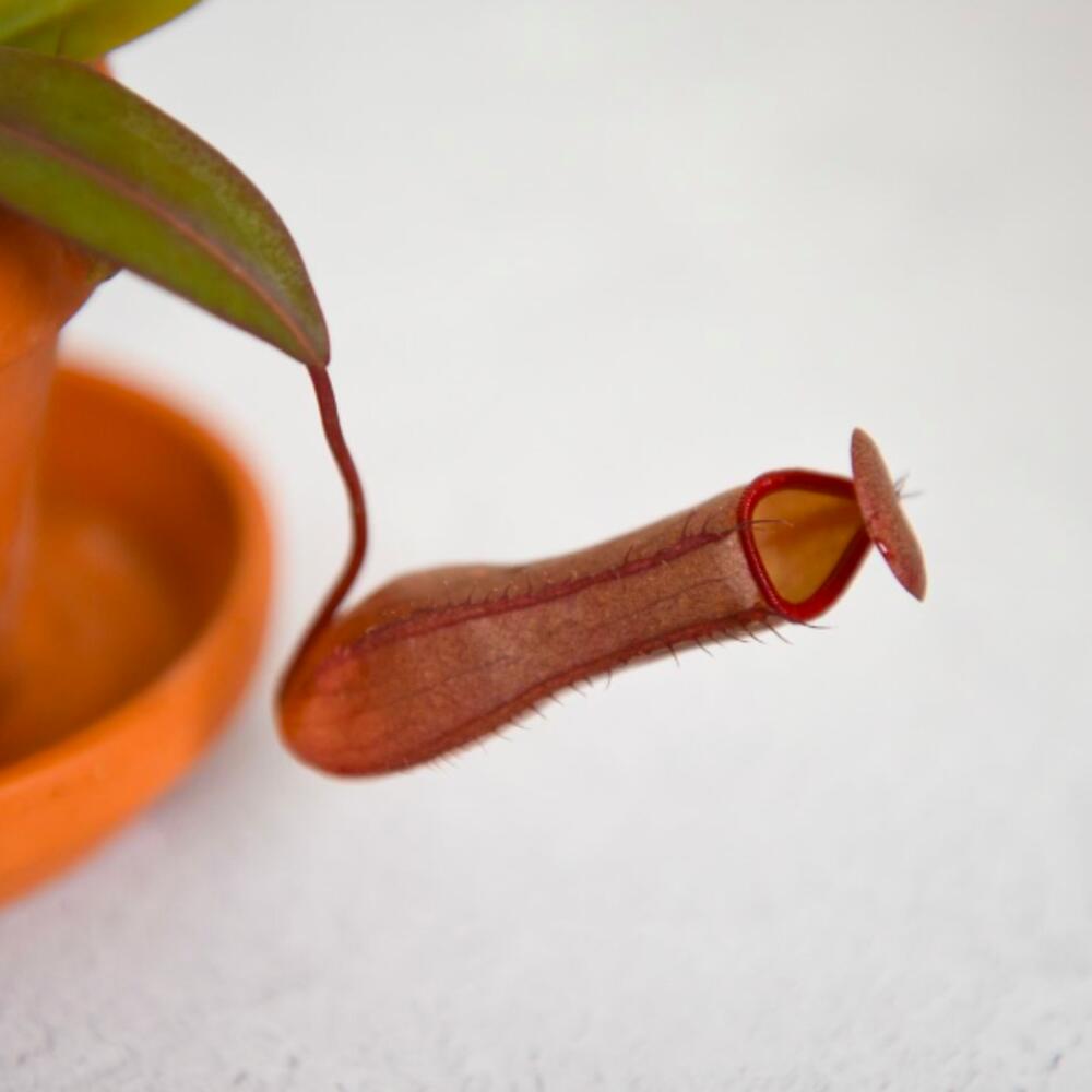 Непентес Сангвинея (Nepenthes Sanguinea) D9см