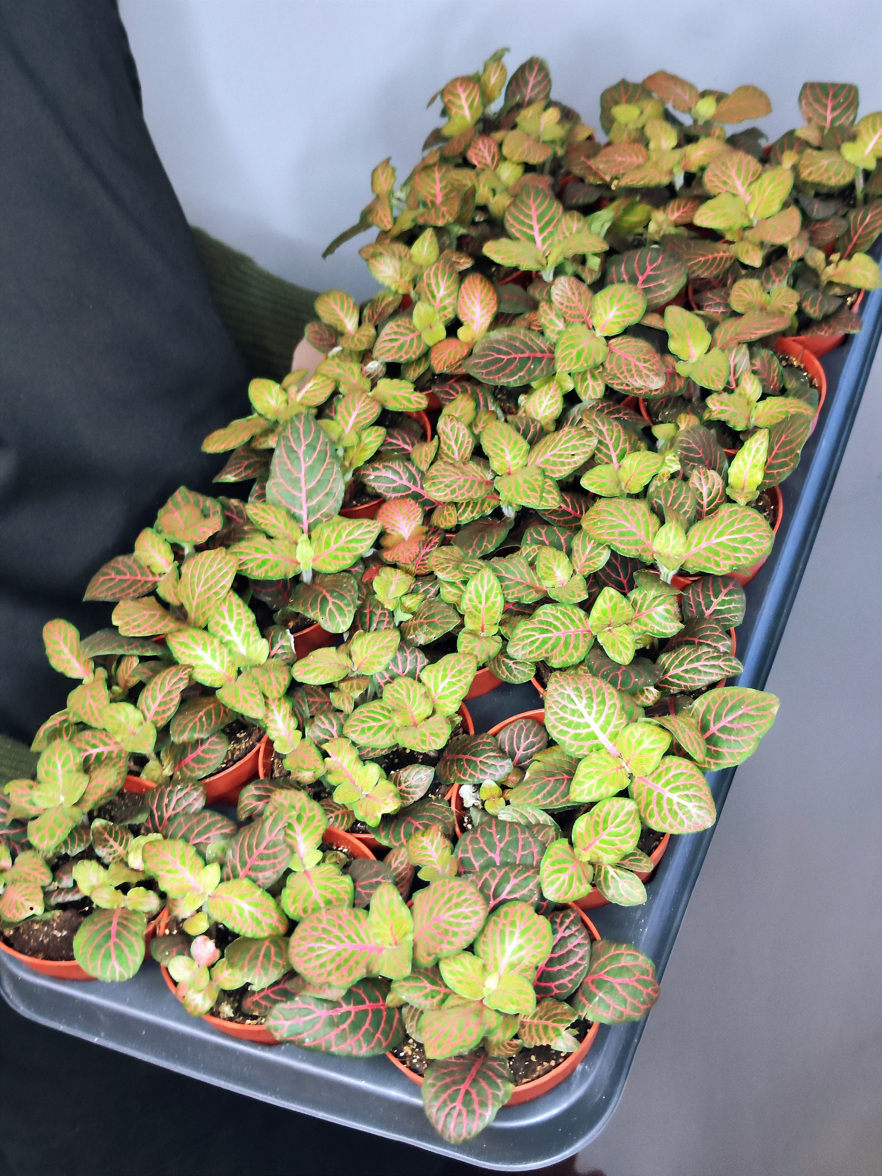 Фиттония Джоли Джосан (Fittonia Joly Josan) D8,5см
