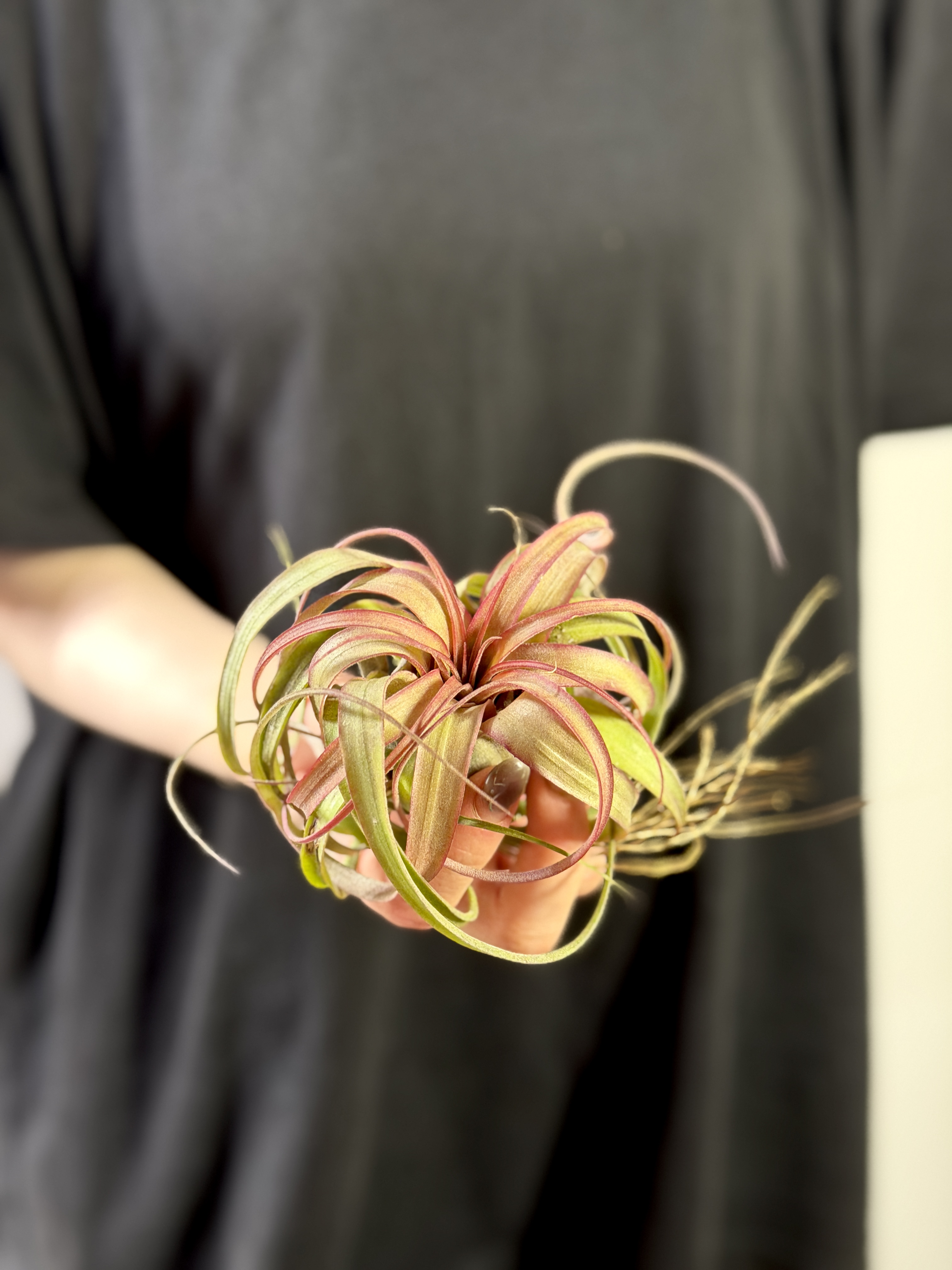 Тилландсия Эрик Кноблох (Tillandsia Eric Knobloch)