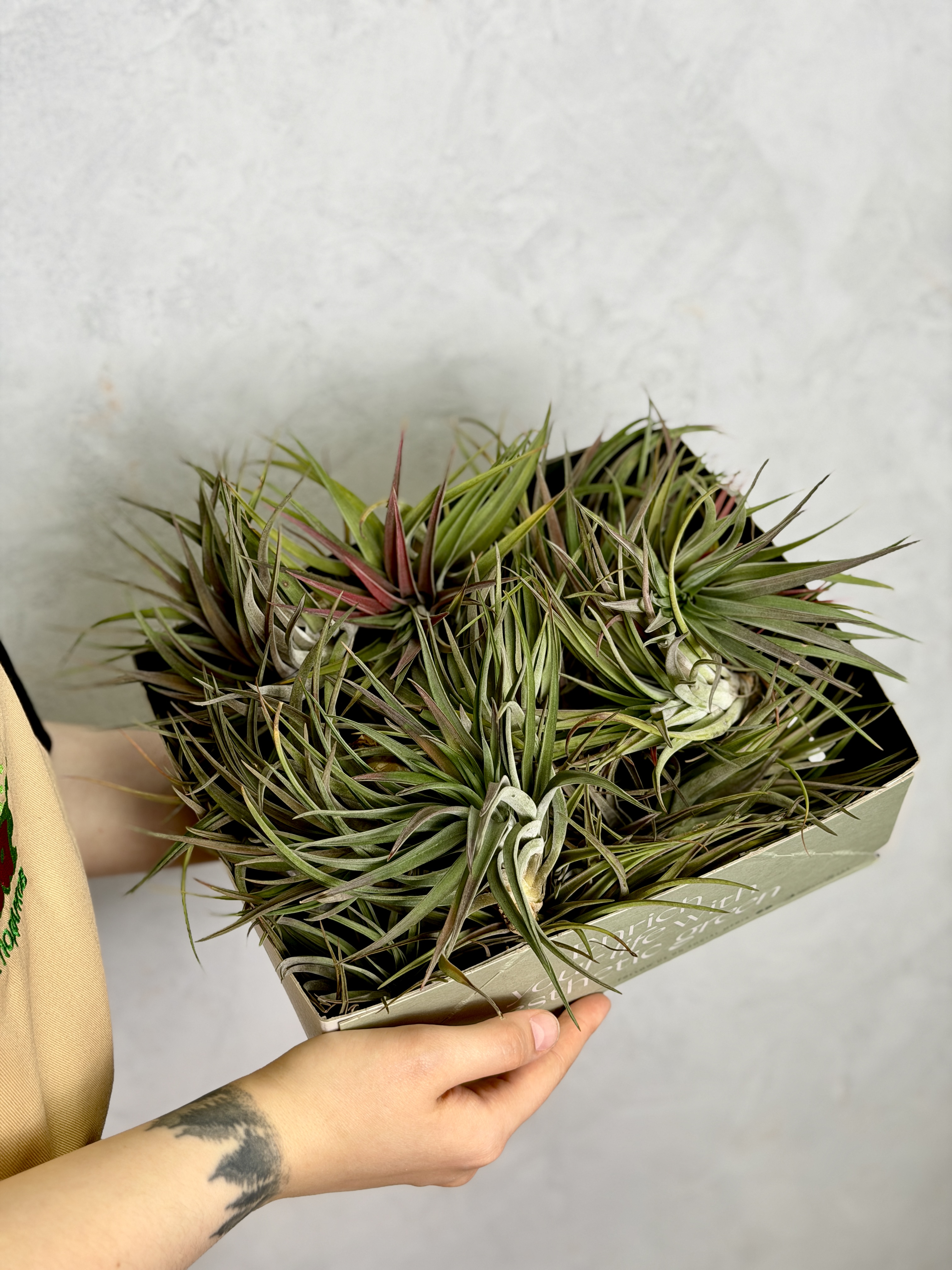 Тилландсия Велютина (Tillandsia Velutina)