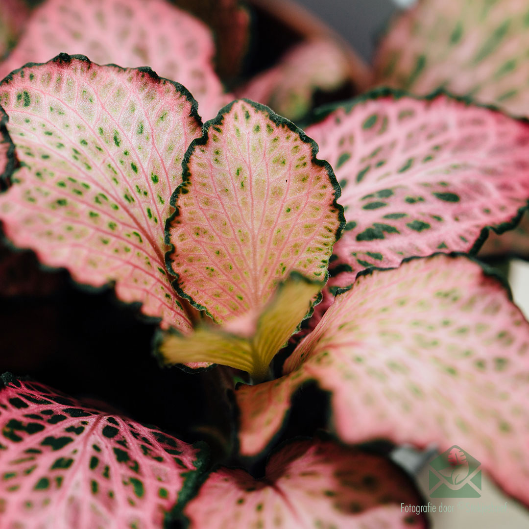 Фиттония Розовая Форест Флейм (Fittonia Pink Forest Flame) D8,5см