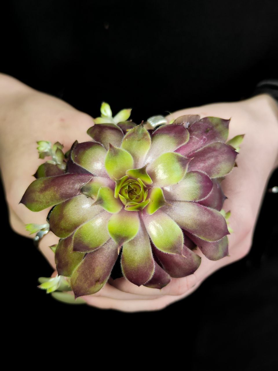 Молодило Кассиопея (Sempervivum Cassiopeia) D5см