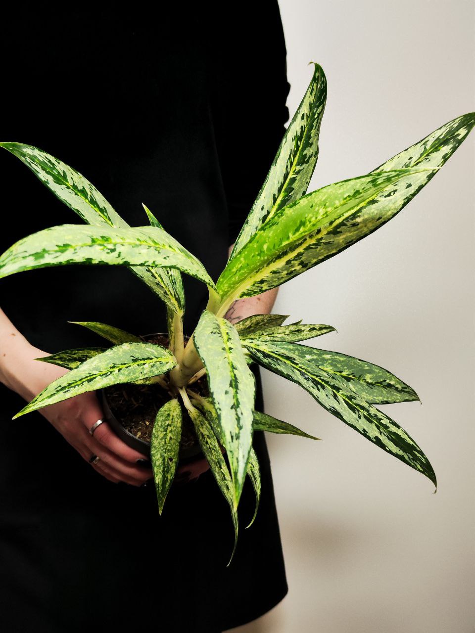 Аглаонема Матча Лемон (Aglaonema Matcha Lemon) D12см