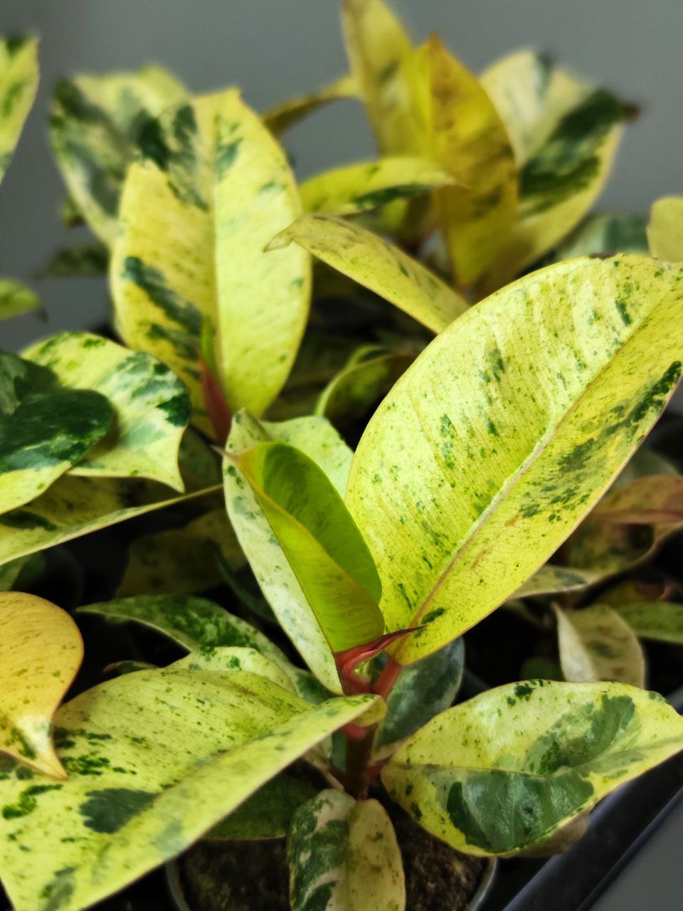 Фикус Эластика Шривериана (Ficus Elastica Shivereana) D6см