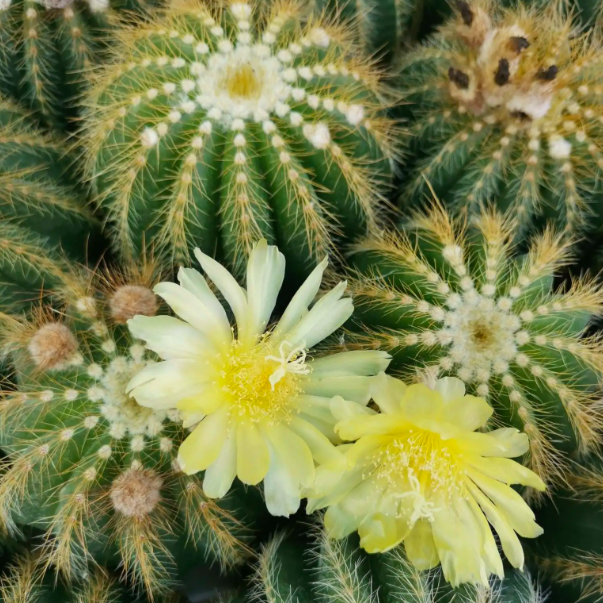 Нотокактус Вараси Груп (Notocactus Warasii Group) D5см