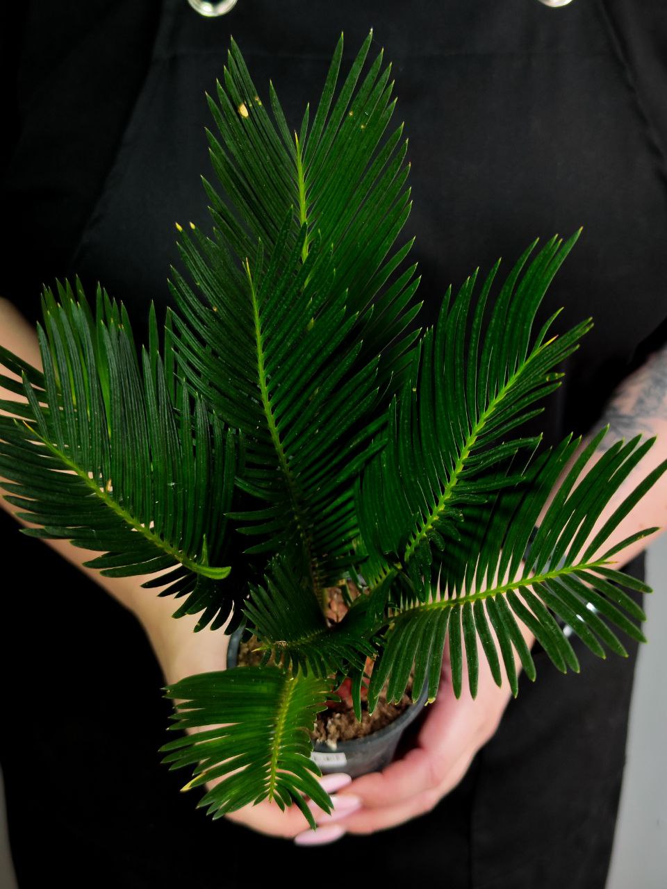 Цикас Революта (Cycas Revoluta) D9см
