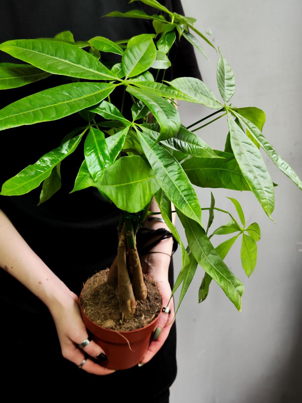 Пахира Акватика, Скрученный Стебель (Pachira Aquatica Twisted Stem) D12см