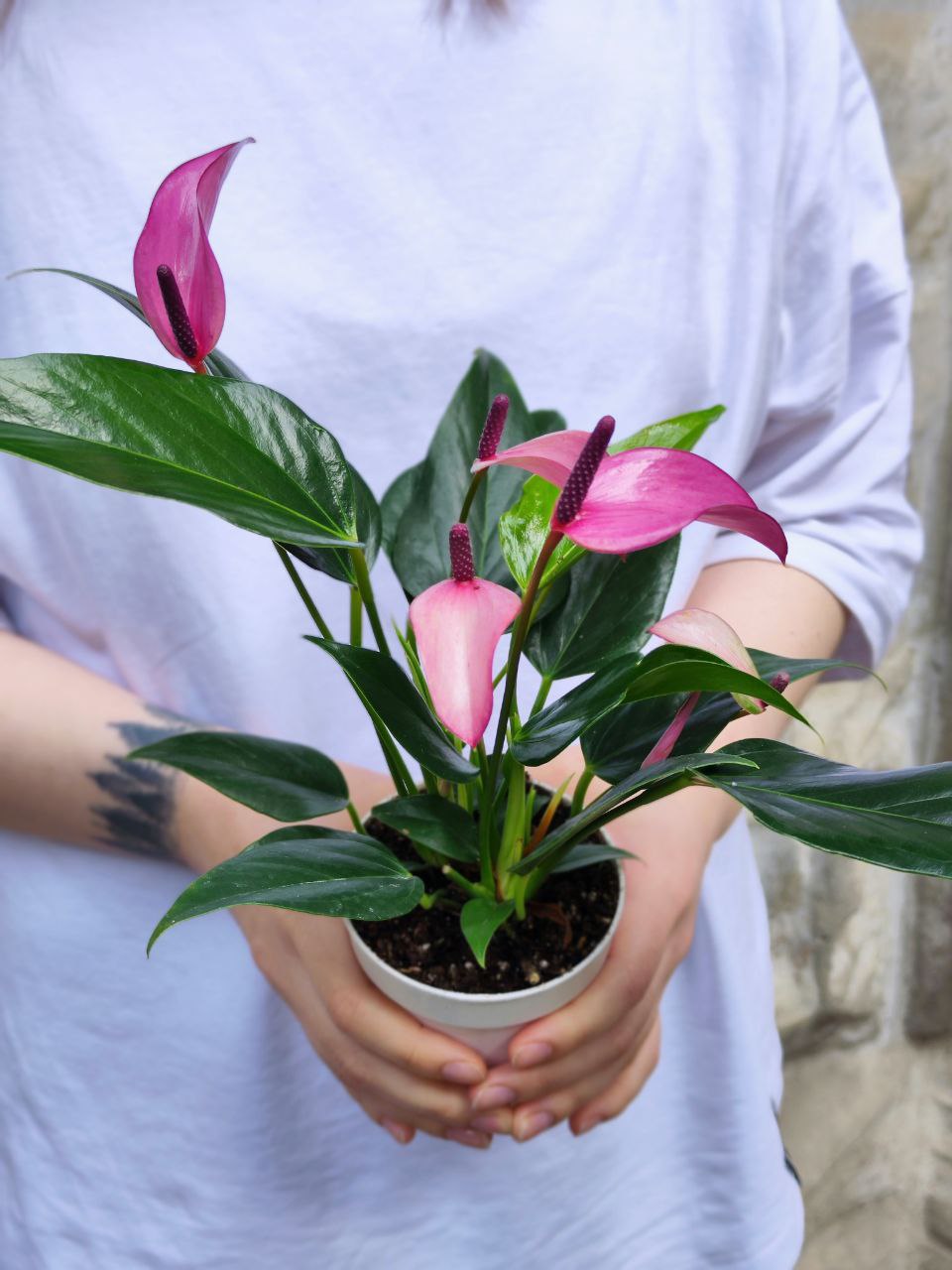 Антуриум Андре Зизу (Anthurium Andre Zizou) D9см