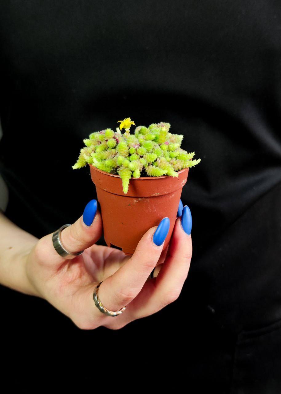 Монантес Полифилла (Monanthes Pollyphylla) D5см