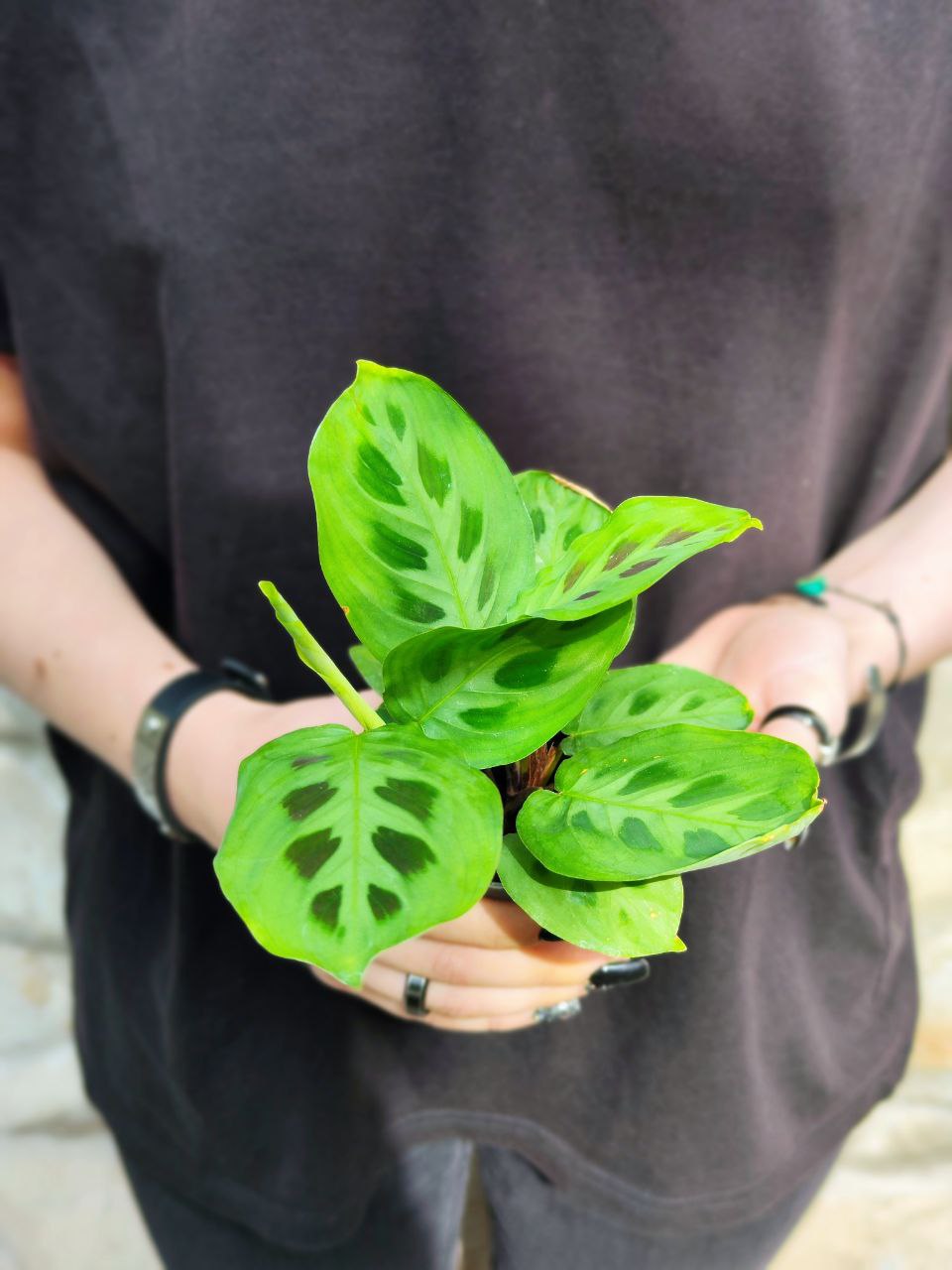 Маранта Керховена (Maranta Kerchoveana) D6см