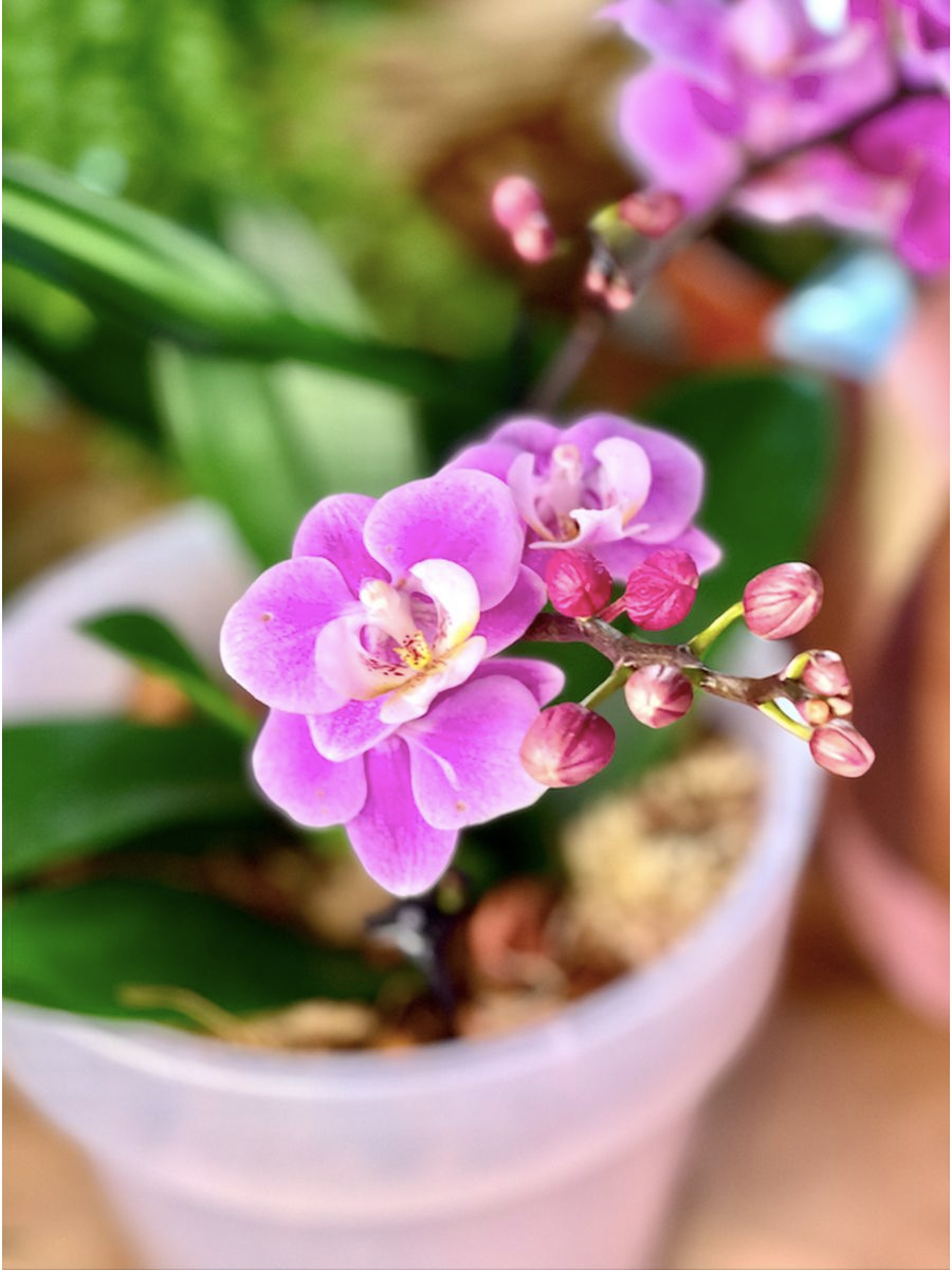 Орхидея Фаленопсис Розовая (Phalaenopsis Multiflora) D6см