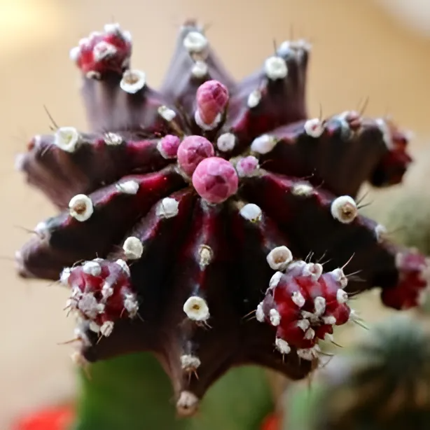 Кактус Гимнокалициум Михановича Бордовый (Gymnocalycium Mihanovichii Maroon) D5см