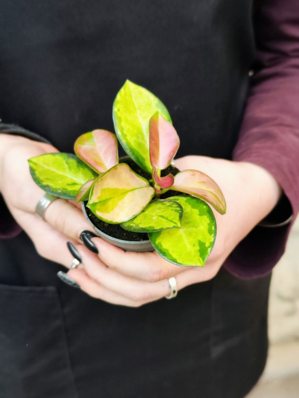 Хойя Лиза Аустралис (Hoya Australis Lisa) D6см