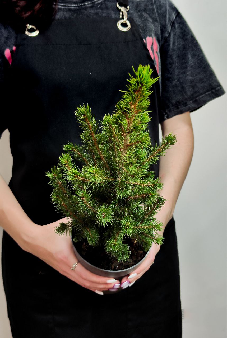Ель Глаука Коника (Picea Glauca Conica) D9см, живая елка в горшке