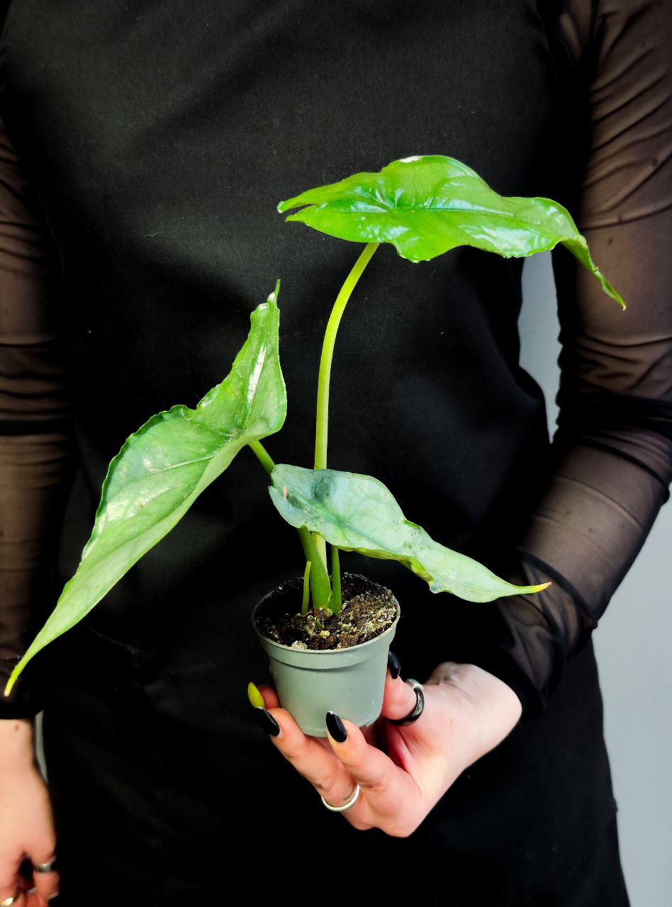 Алоказия Хетерофилла Дыхание Дракона (Alocasia Heterophylla Dragon’s Breath) D6см