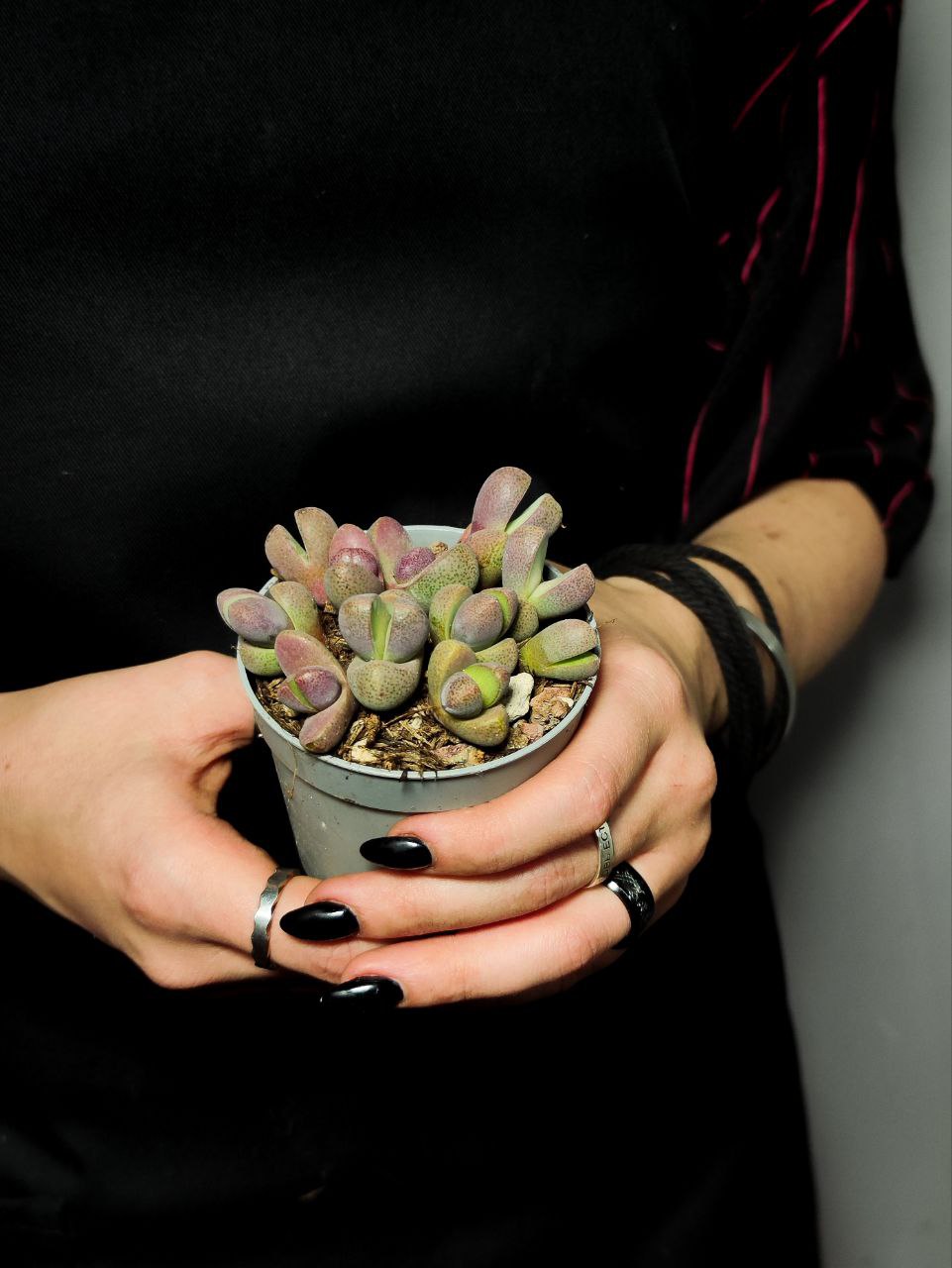 Плейоспилос Неля Рубра (Pleiospilos Nelii Rubra) D6,5см