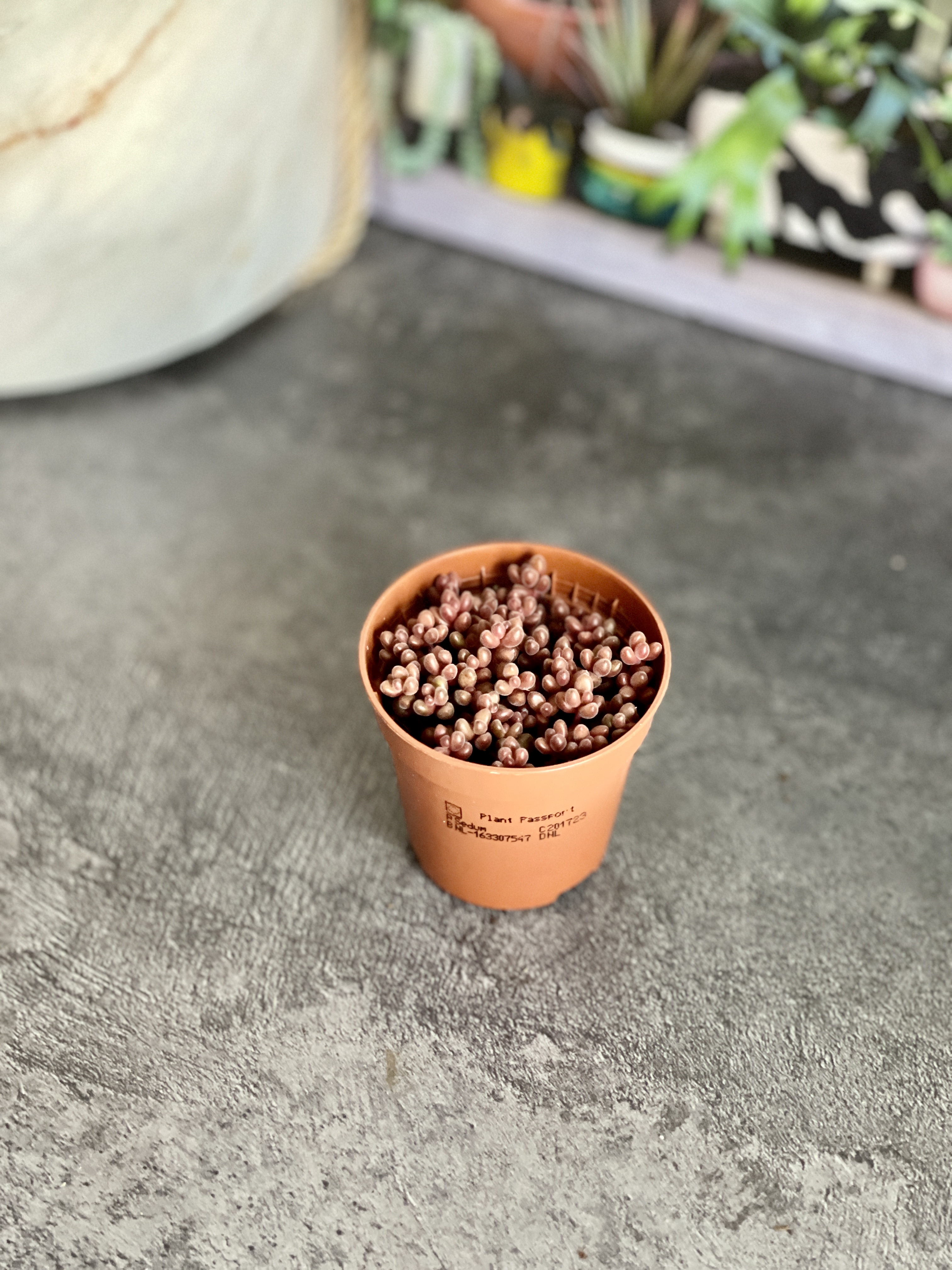 Седум Сталя Мини (Sedum Stahlii) D5см