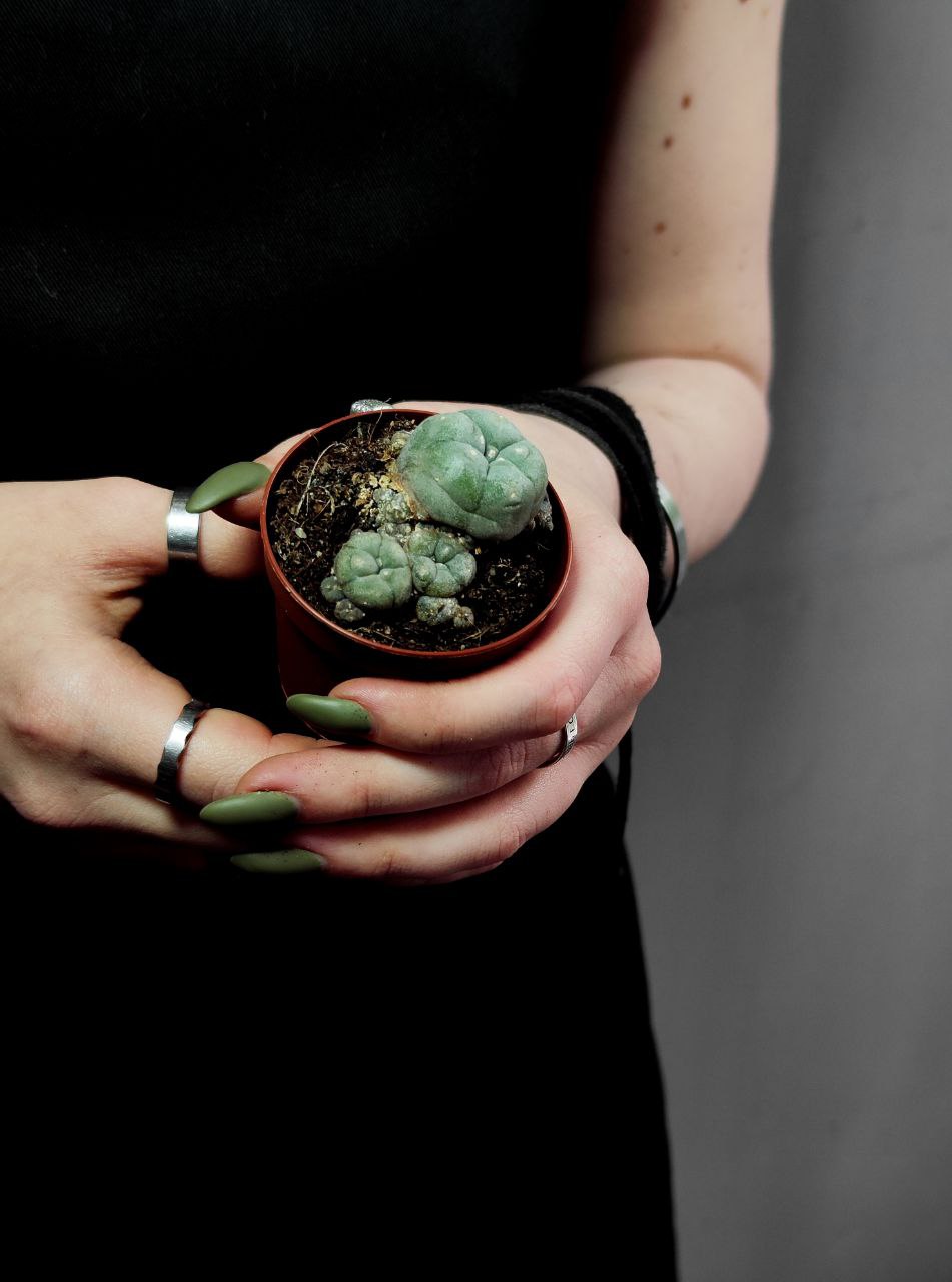 Кактус Лофофора Уильямса (Lophophora Williamsii) D5см