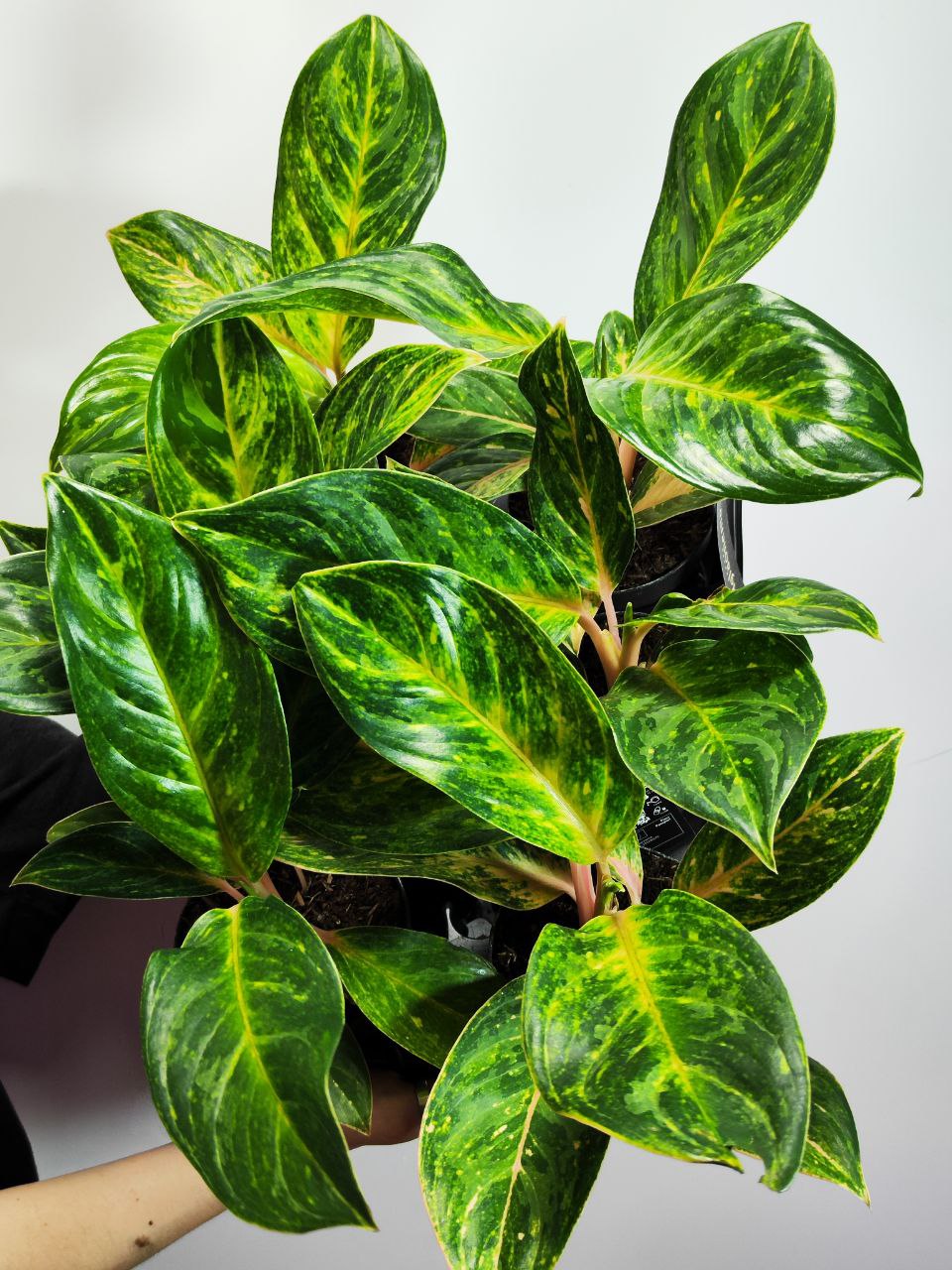 Аглаонема Пич Перл (Aglaonema Peach Pearl) D12см