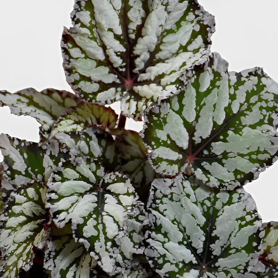 Бегония Рекс Дьюдроп (Begonia Rex Dew Drop) D6см