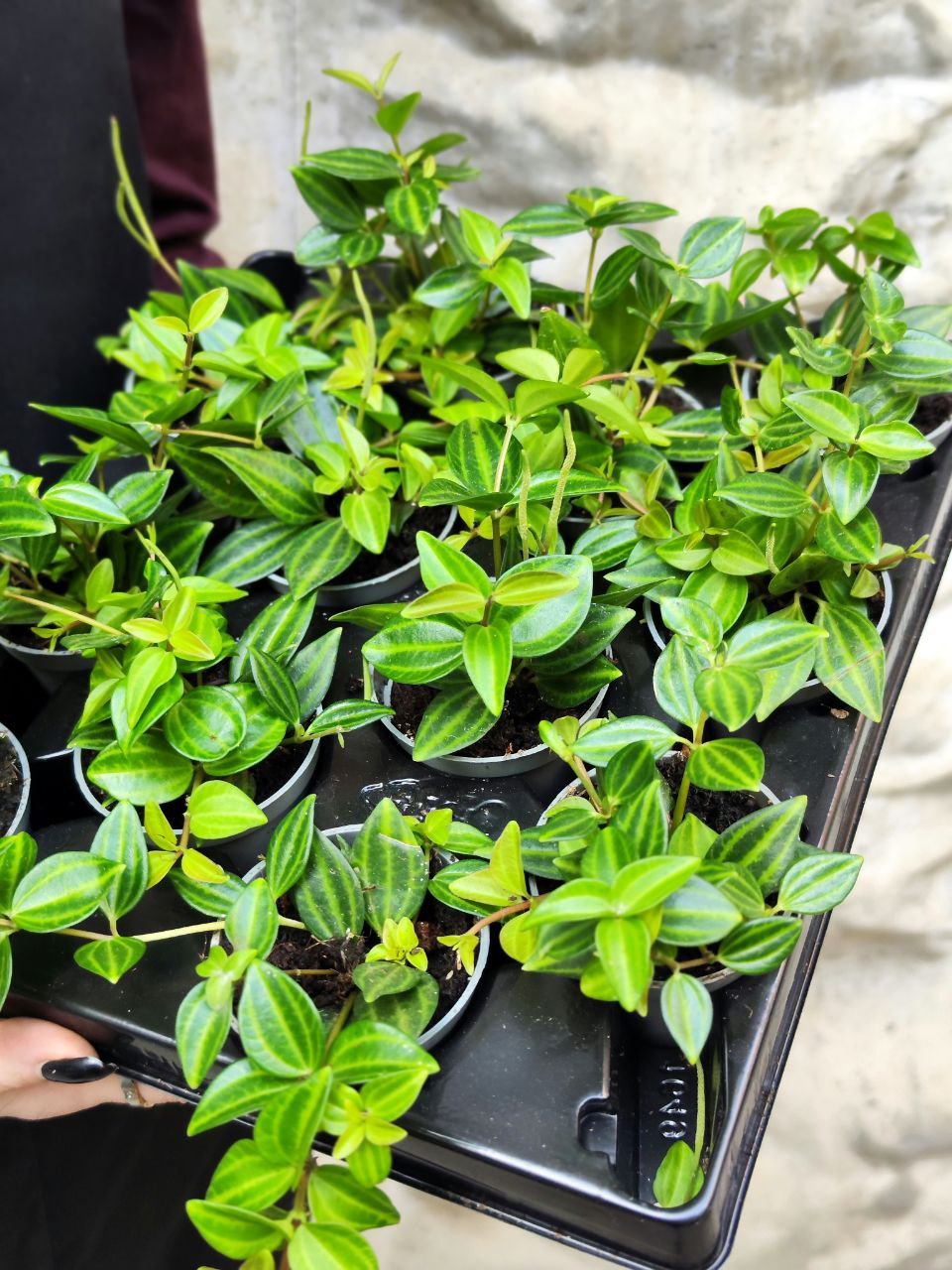 Пеперомия Ангулата Страйб (Peperomia Angulata Stribe) D5см