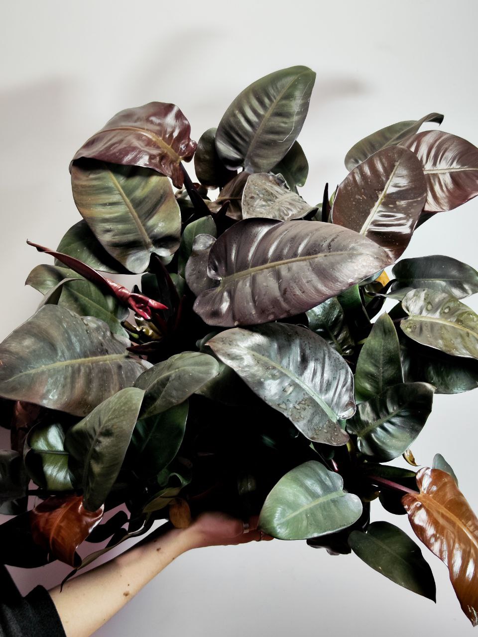 Филодендрон Блэк Кардинал (Philodendron Black Cardinal) D12см