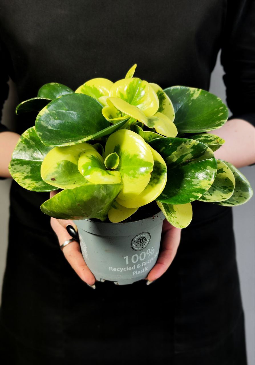 Пеперомия Грин Голд (Peperomia Obtusifolia Green Gold) D11см