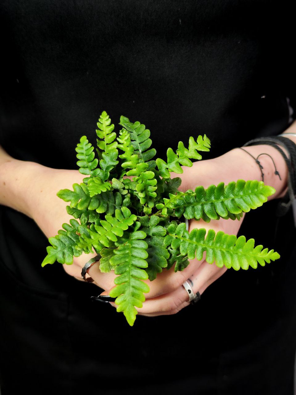 Папоротник Дербянка Колосистая (Blechnum Spicant) D6см