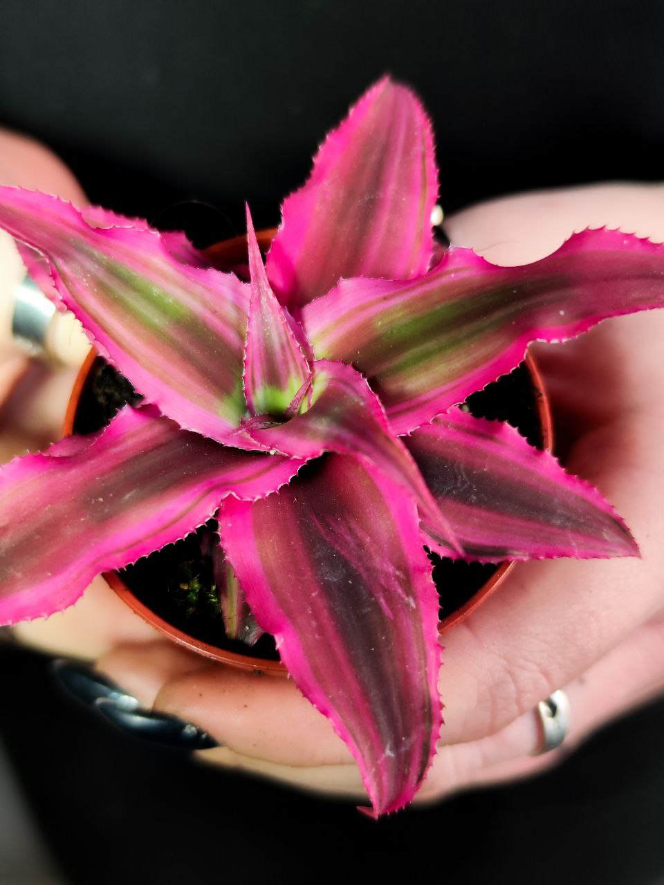 Криптантус Рубин Стар (Cryptanthus Rubin Star) D5см